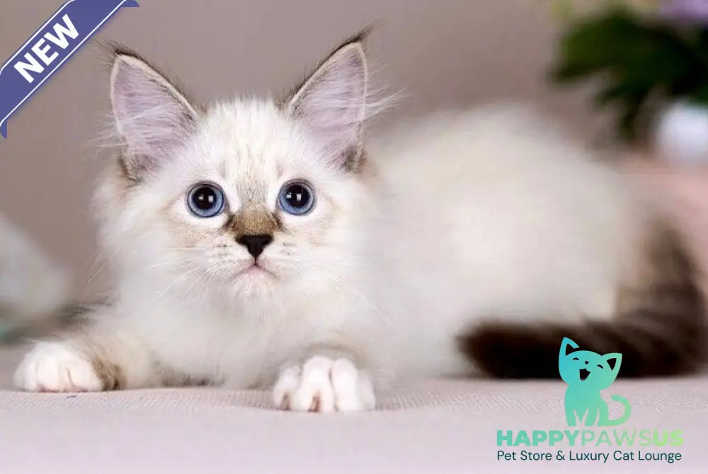 Galaxy Siberian female blue with white tabby pointed - live animals
