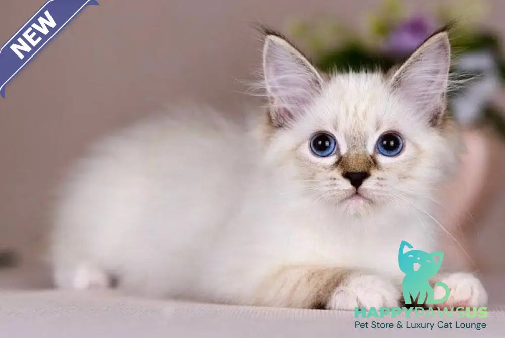 Galaxy Siberian female blue with white tabby pointed - live animals