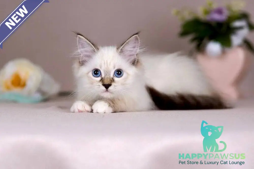 Galaxy Siberian female blue with white tabby pointed - live animals