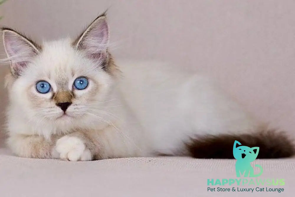 Galaxy Siberian female blue with white tabby pointed - live animals