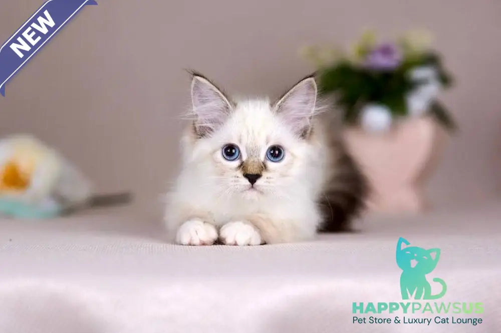 Galaxy Siberian female blue with white tabby pointed - live animals
