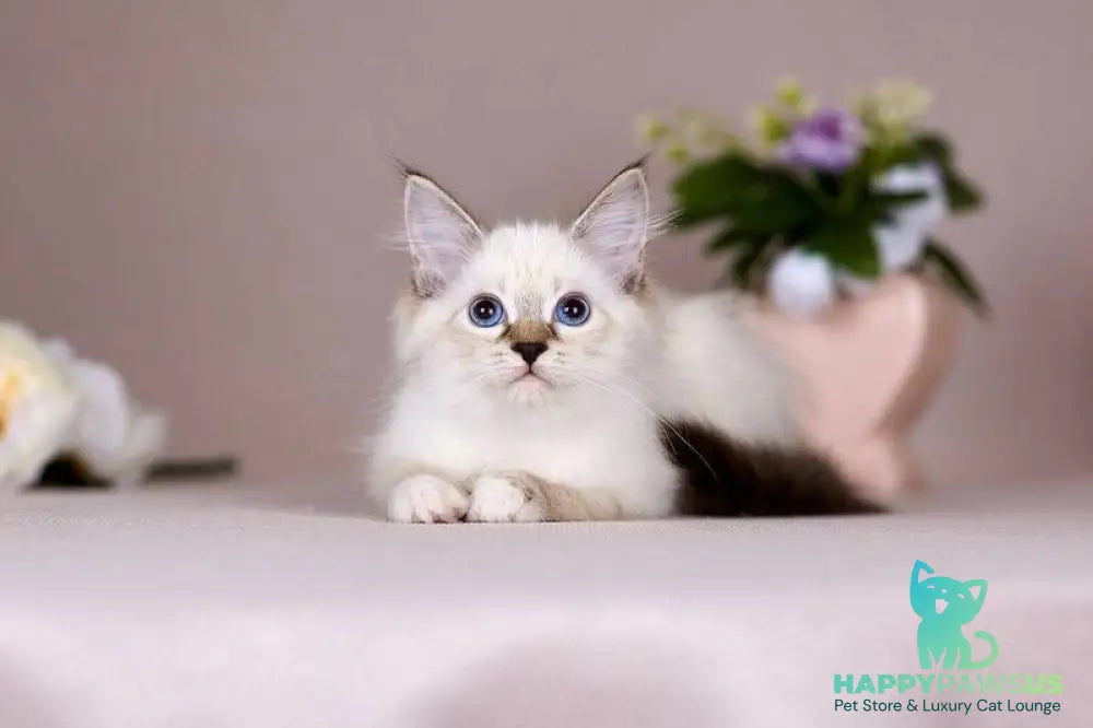 Galaxy Siberian female blue with white tabby pointed - live animals