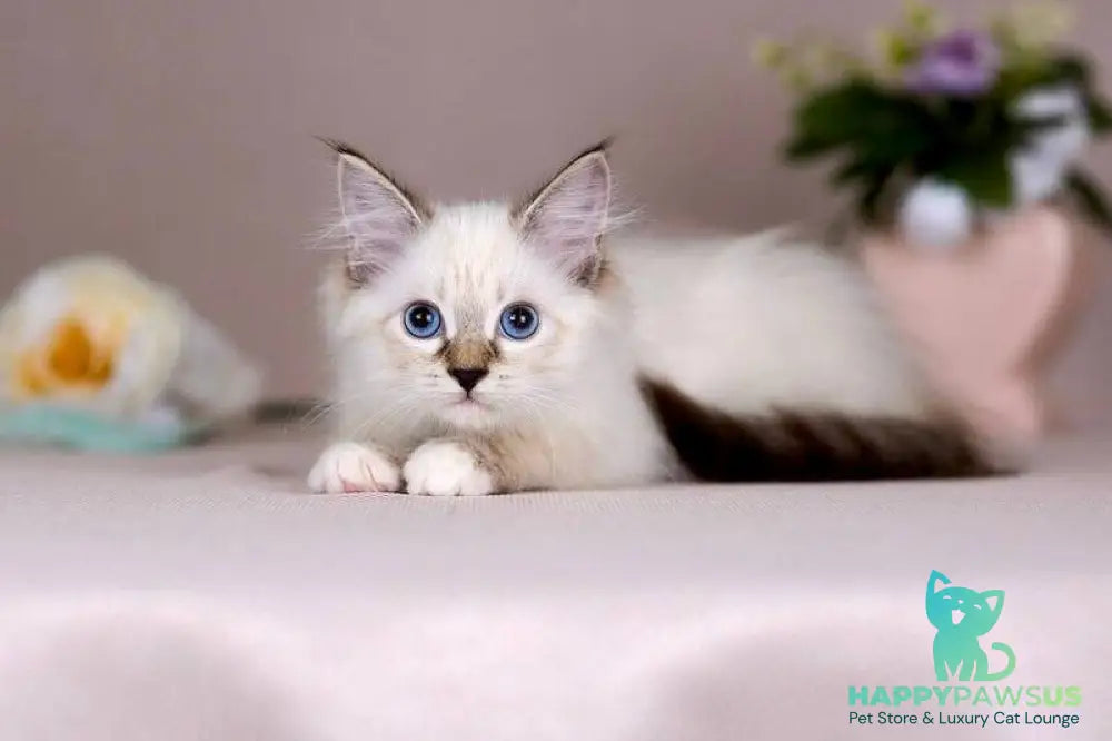 Galaxy Siberian female blue with white tabby pointed - live animals
