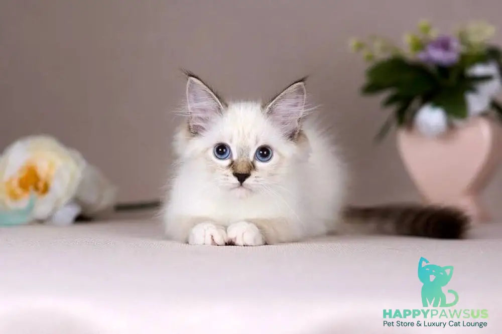 Galaxy Siberian female blue with white tabby pointed - live animals