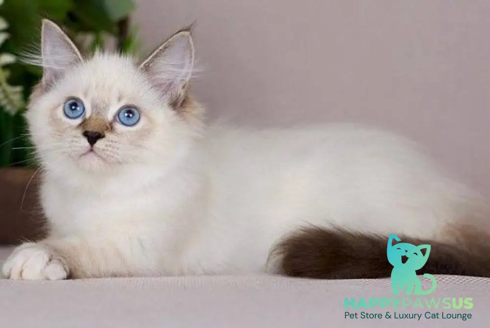 Galaxy Siberian female blue with white tabby pointed - live animals