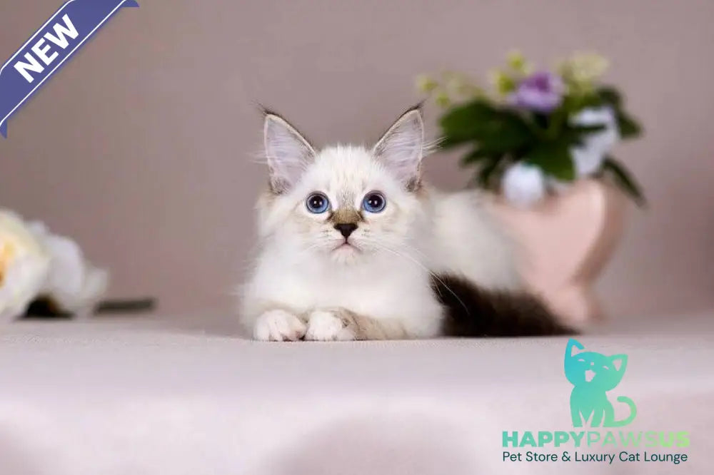 Galaxy Siberian female blue with white tabby pointed - live animals