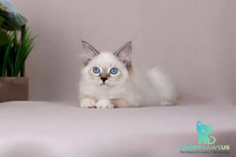 Galaxy Siberian female blue with white tabby pointed - live animals