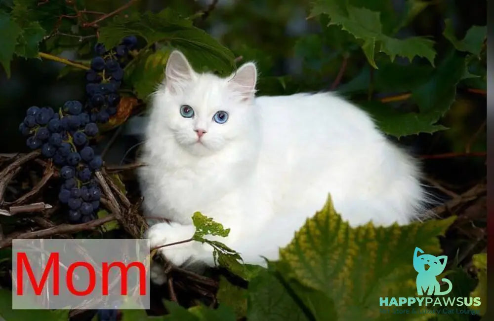 Galaxy Siberian female blue with white tabby pointed - live animals