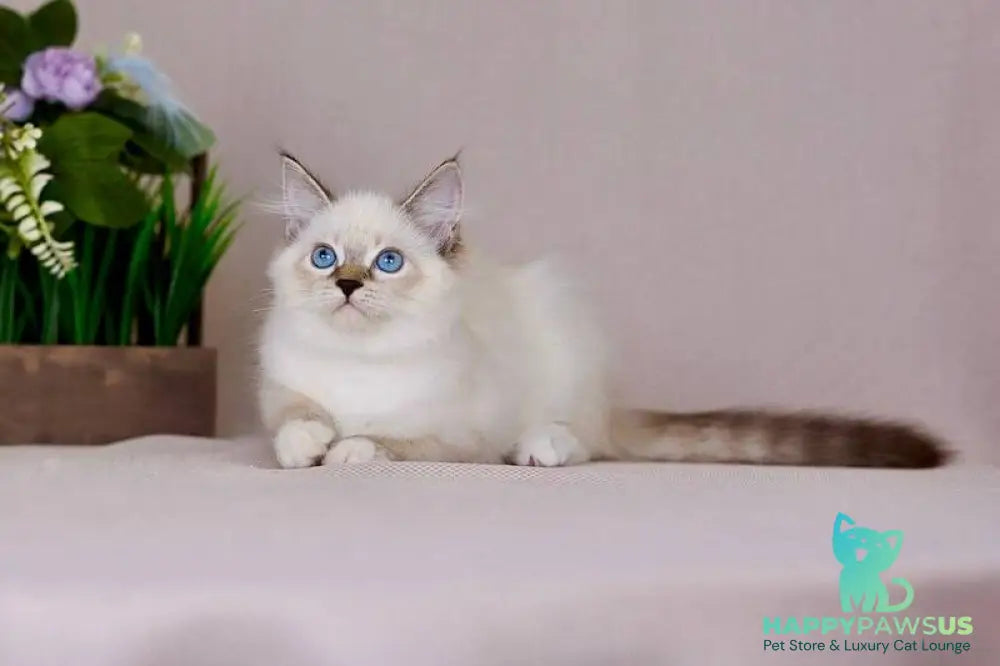 Galaxy Siberian female blue with white tabby pointed - live animals