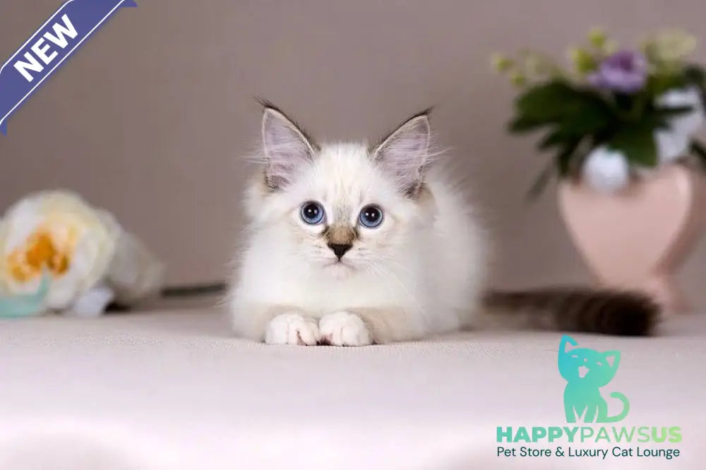 Galaxy Siberian female blue with white tabby pointed - live animals