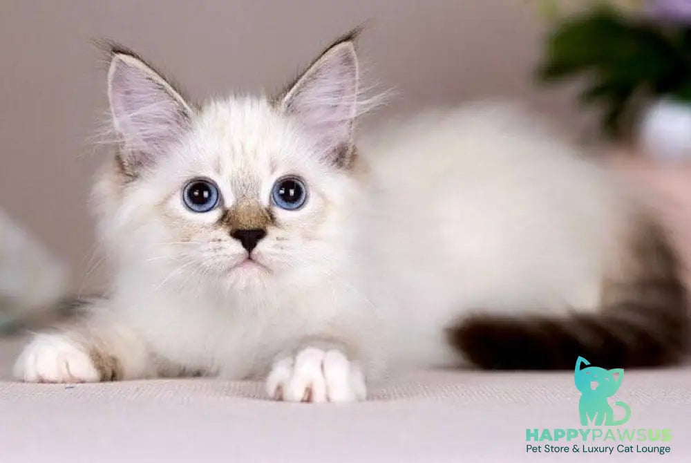 Galaxy Siberian female blue with white tabby pointed - live animals