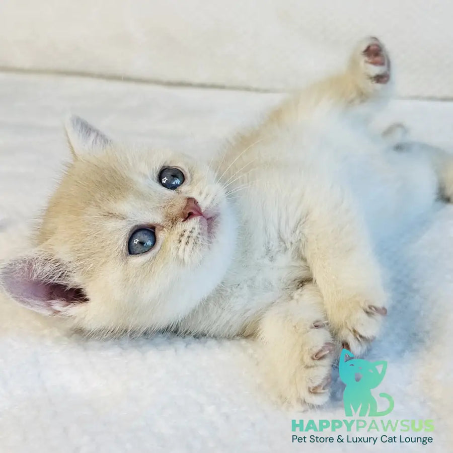 Galaxy Star British Shorthair male lilac golden shaded - live animals