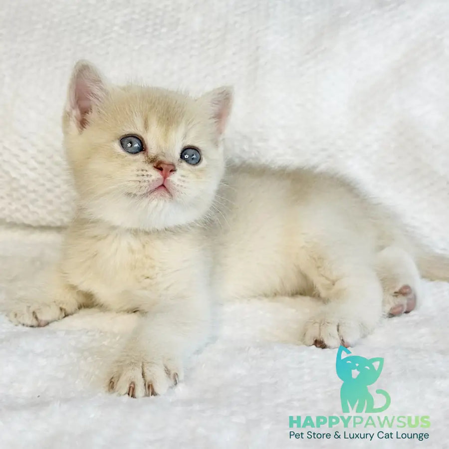 Galaxy Star British Shorthair male lilac golden shaded - live animals