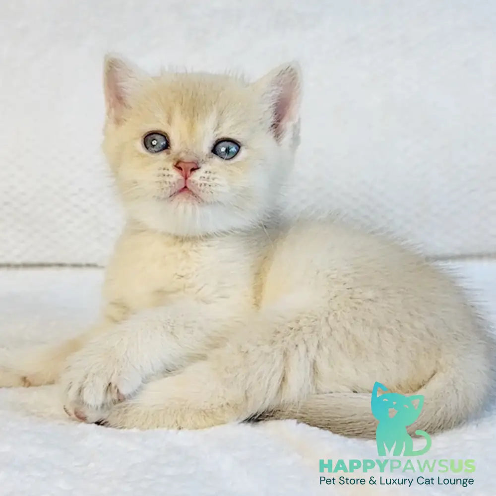 Galaxy Star British Shorthair male lilac golden shaded - live animals