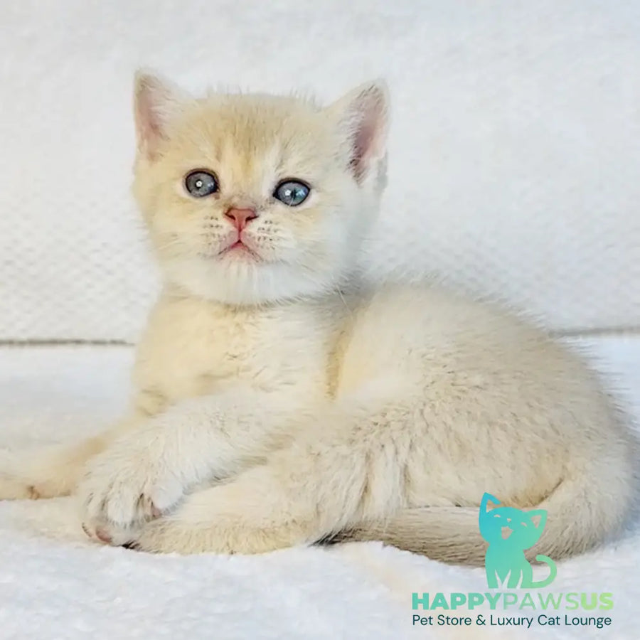 Galaxy Star British Shorthair male lilac golden shaded - live animals