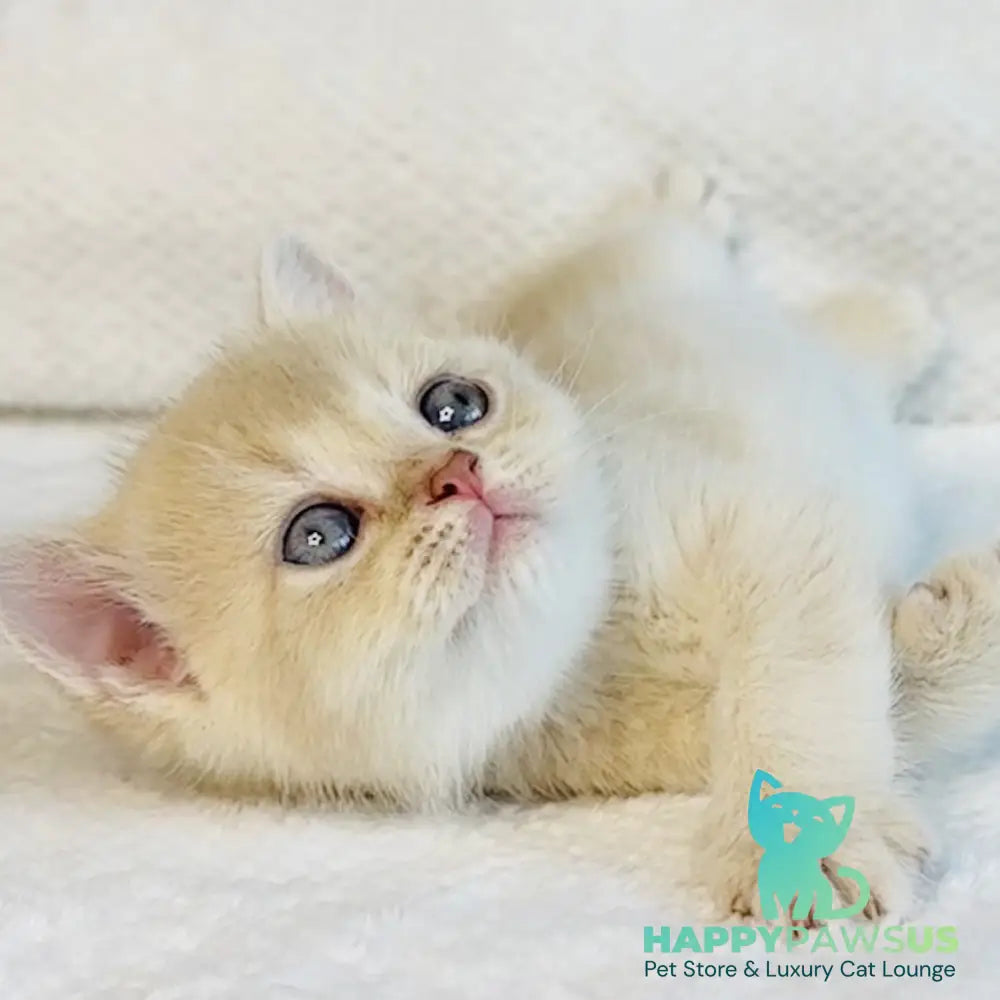 Galaxy Star British Shorthair male lilac golden shaded - live animals