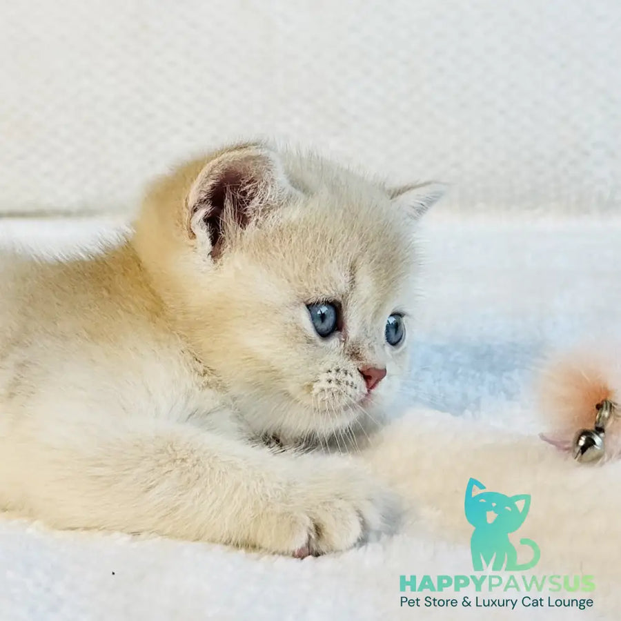 Galaxy Star British Shorthair male lilac golden shaded - live animals