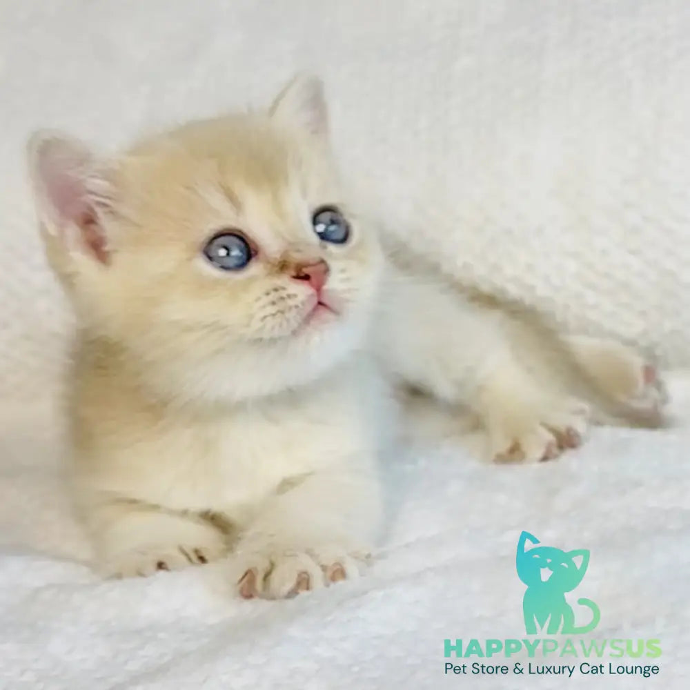 Galaxy Star British Shorthair male lilac golden shaded - live animals