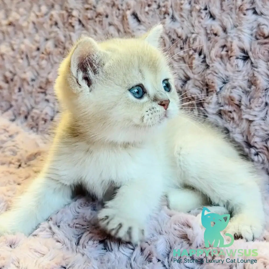Galaxy Star British Shorthair male lilac golden shaded - live animals