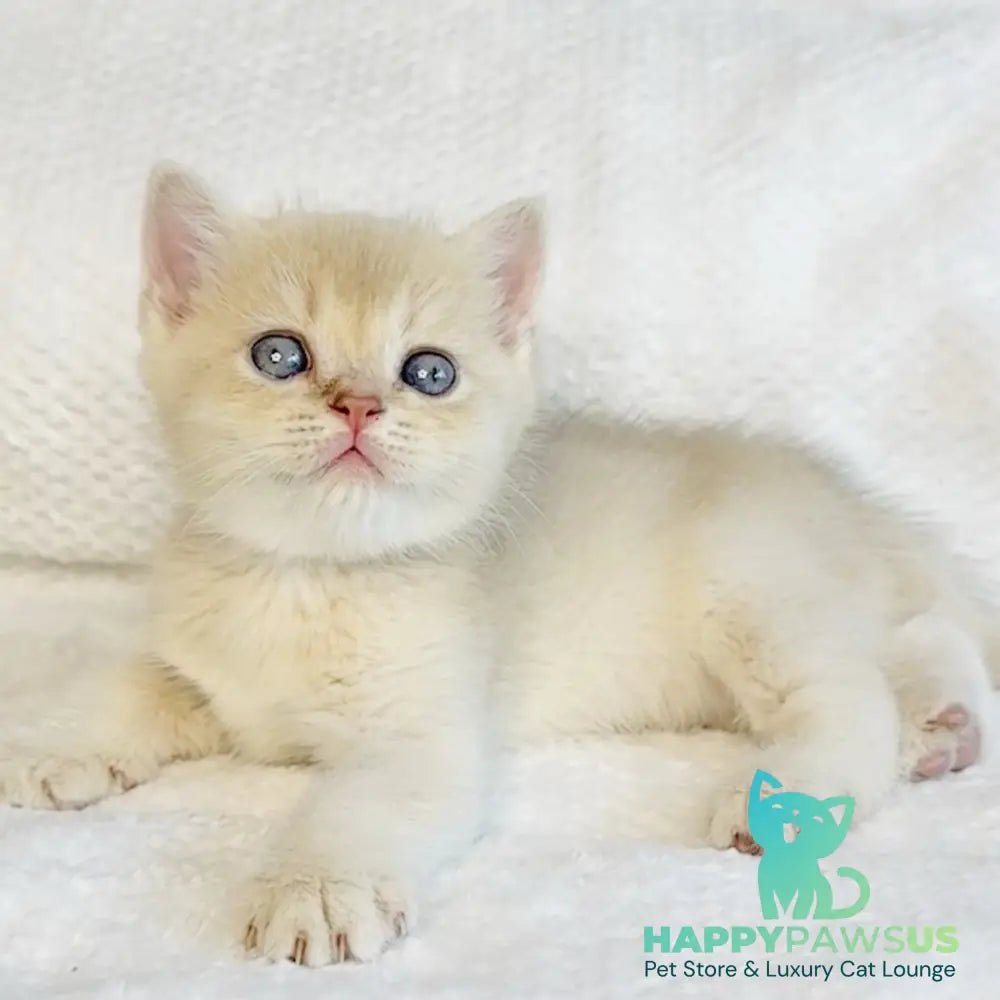 Galaxy Star British Shorthair male lilac golden shaded - live animals