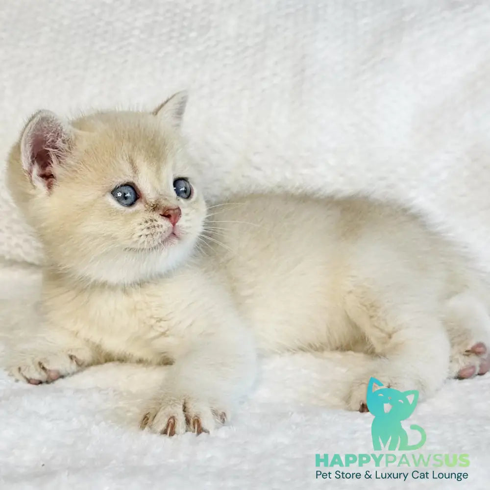 Galaxy Star British Shorthair male lilac golden shaded - live animals