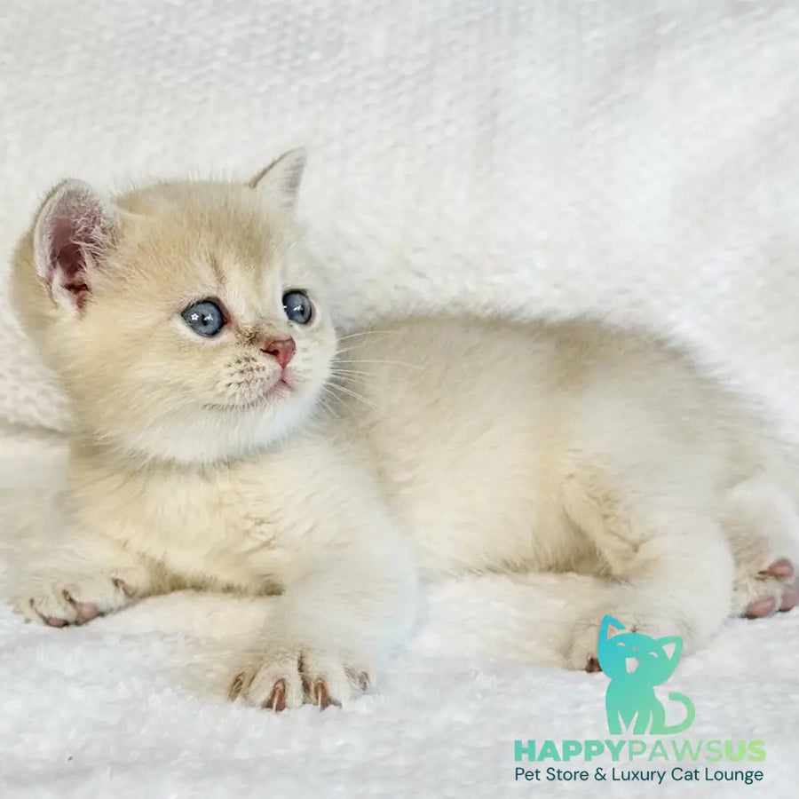 Galaxy Star British Shorthair male lilac golden shaded - live animals