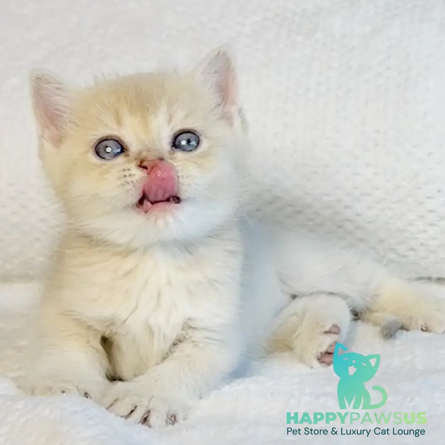 Galaxy Star British Shorthair male lilac golden shaded - live animals