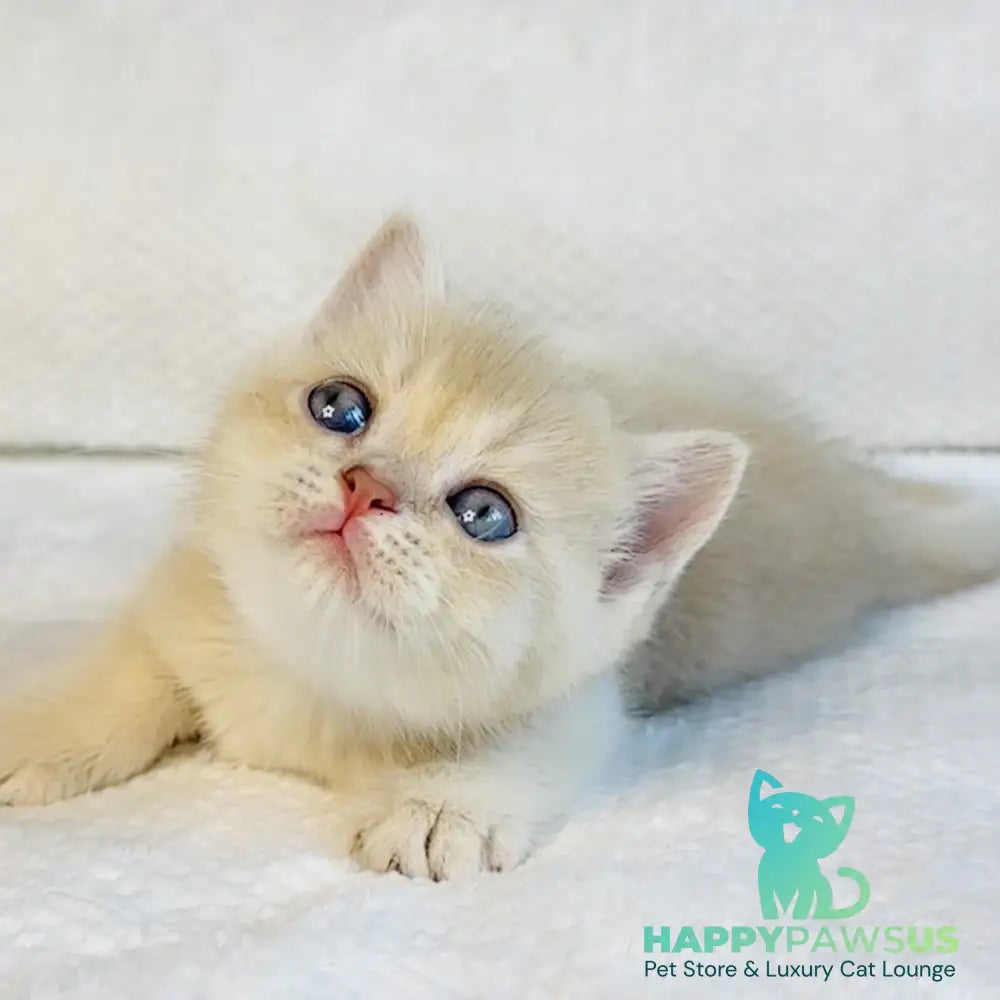 Galaxy Star British Shorthair male lilac golden shaded - live animals