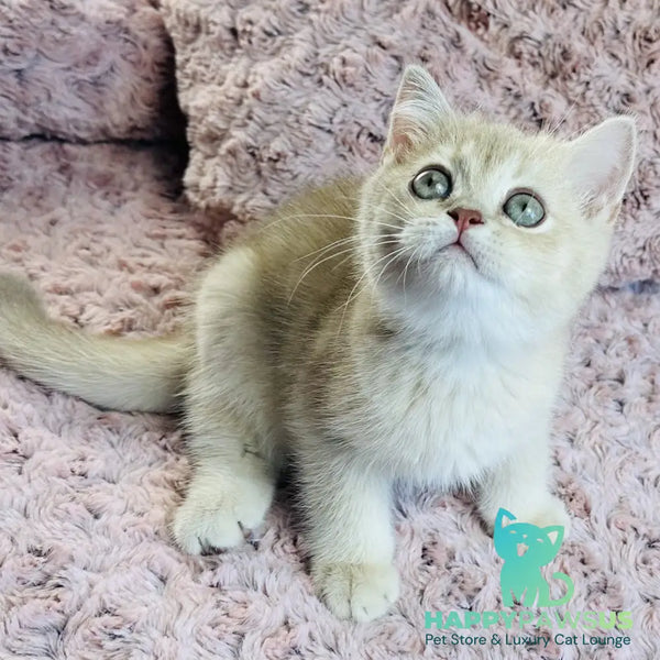 Galaxy Star British Shorthair male lilac golden shaded - live animals