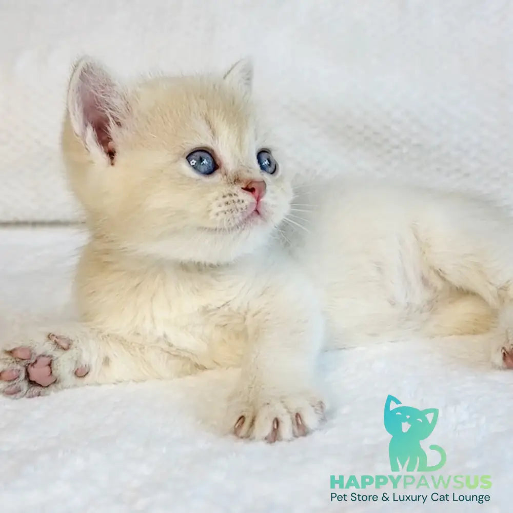 Galaxy Star British Shorthair male lilac golden shaded - live animals