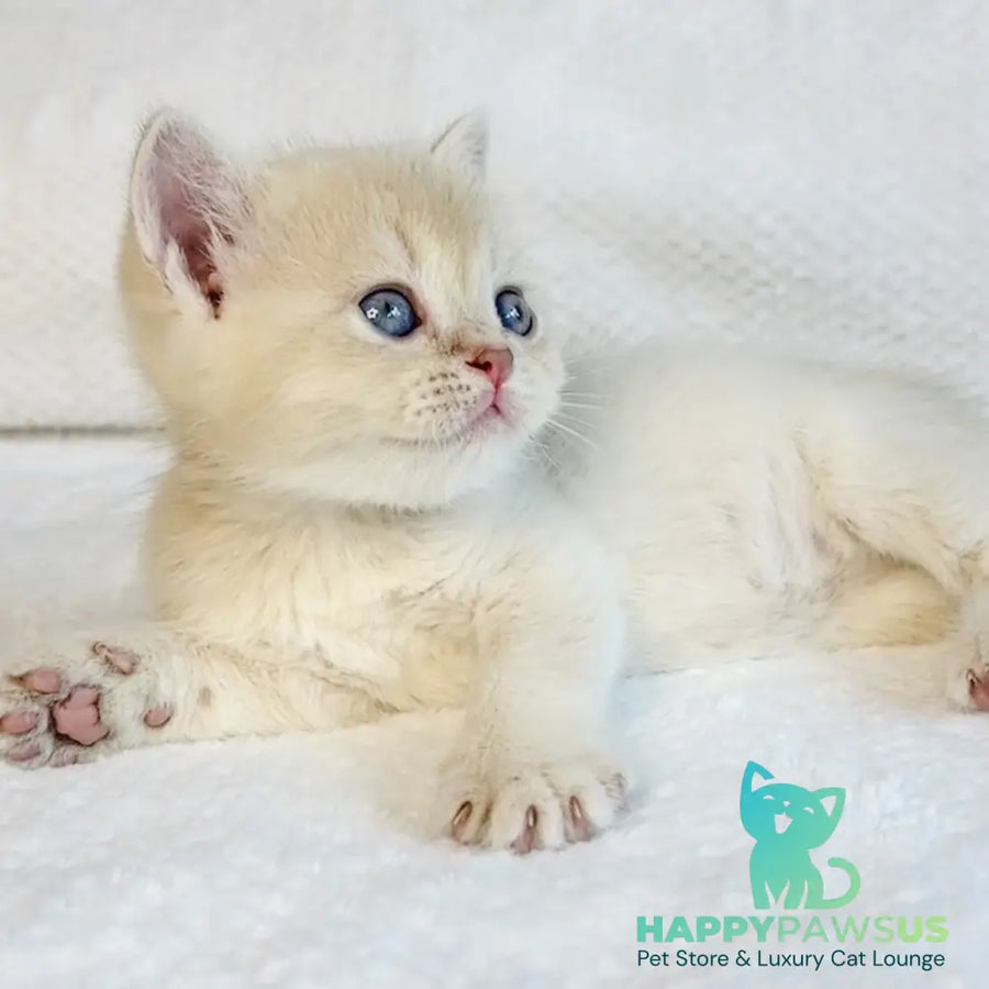 Galaxy Star British Shorthair male lilac golden shaded - live animals