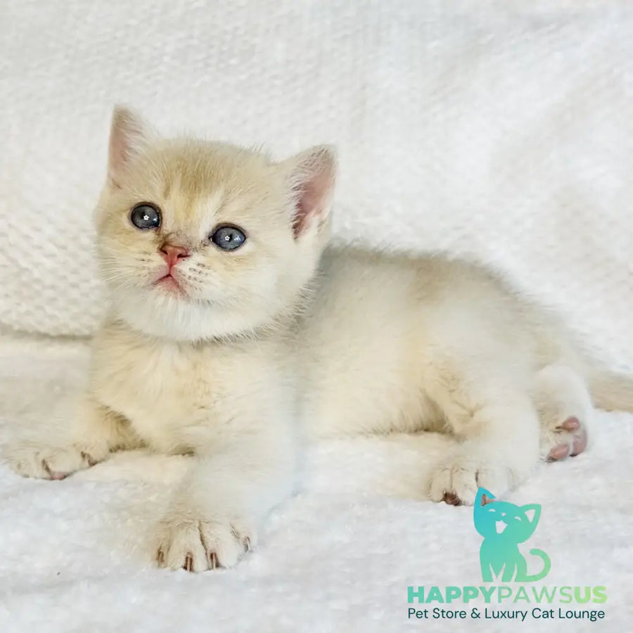 Galaxy Star British Shorthair male lilac golden shaded - live animals