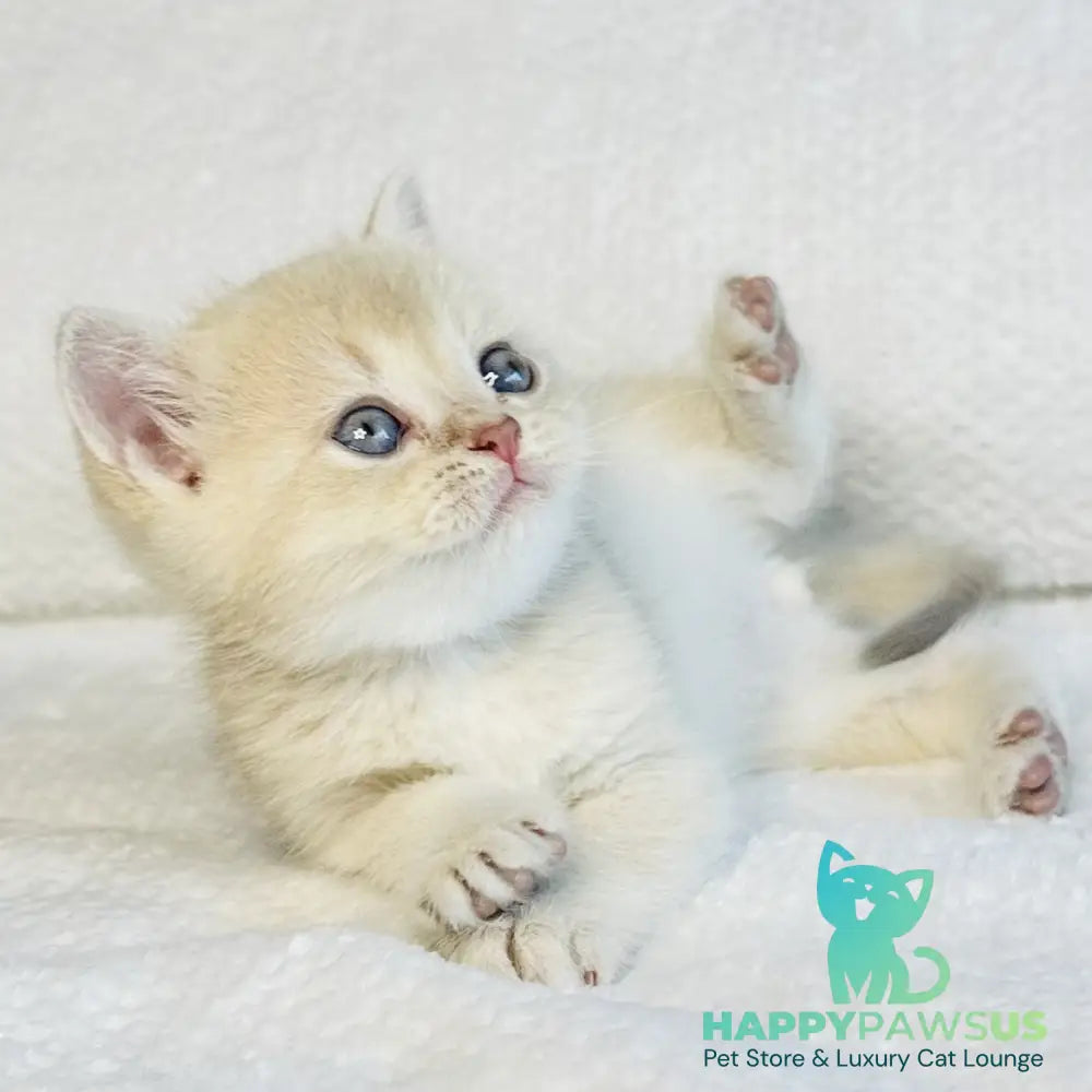 Galaxy Star British Shorthair male lilac golden shaded - live animals