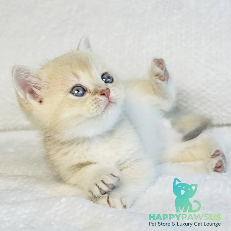 Galaxy Star British Shorthair male lilac golden shaded - live animals