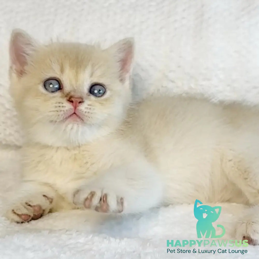 Galaxy Star British Shorthair male lilac golden shaded - live animals