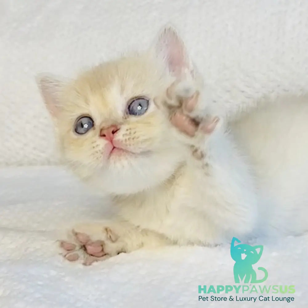 Galaxy Star British Shorthair male lilac golden shaded - live animals