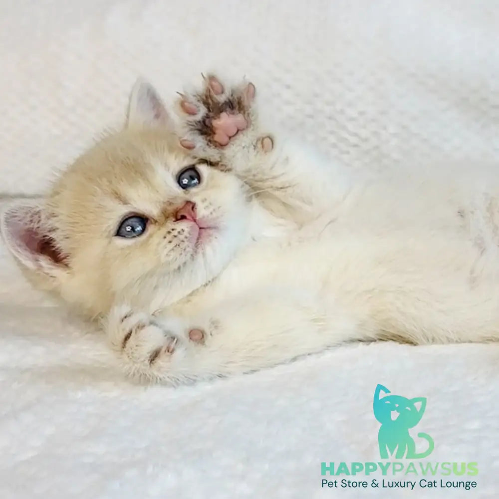 Galaxy Star British Shorthair male lilac golden shaded - live animals