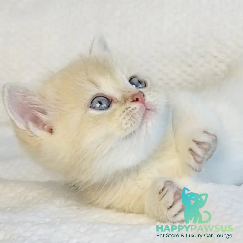 Galaxy Star British Shorthair male lilac golden shaded - live animals