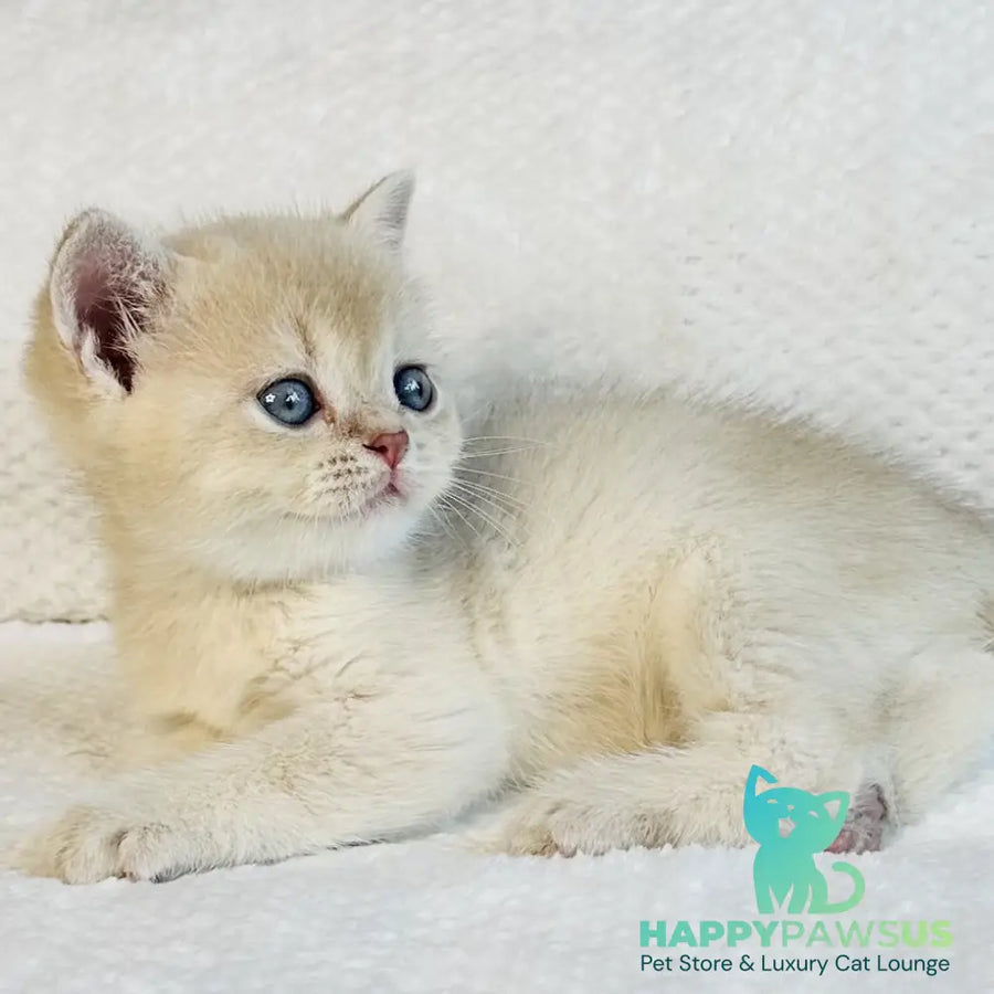 Galaxy Star British Shorthair male lilac golden shaded - live animals