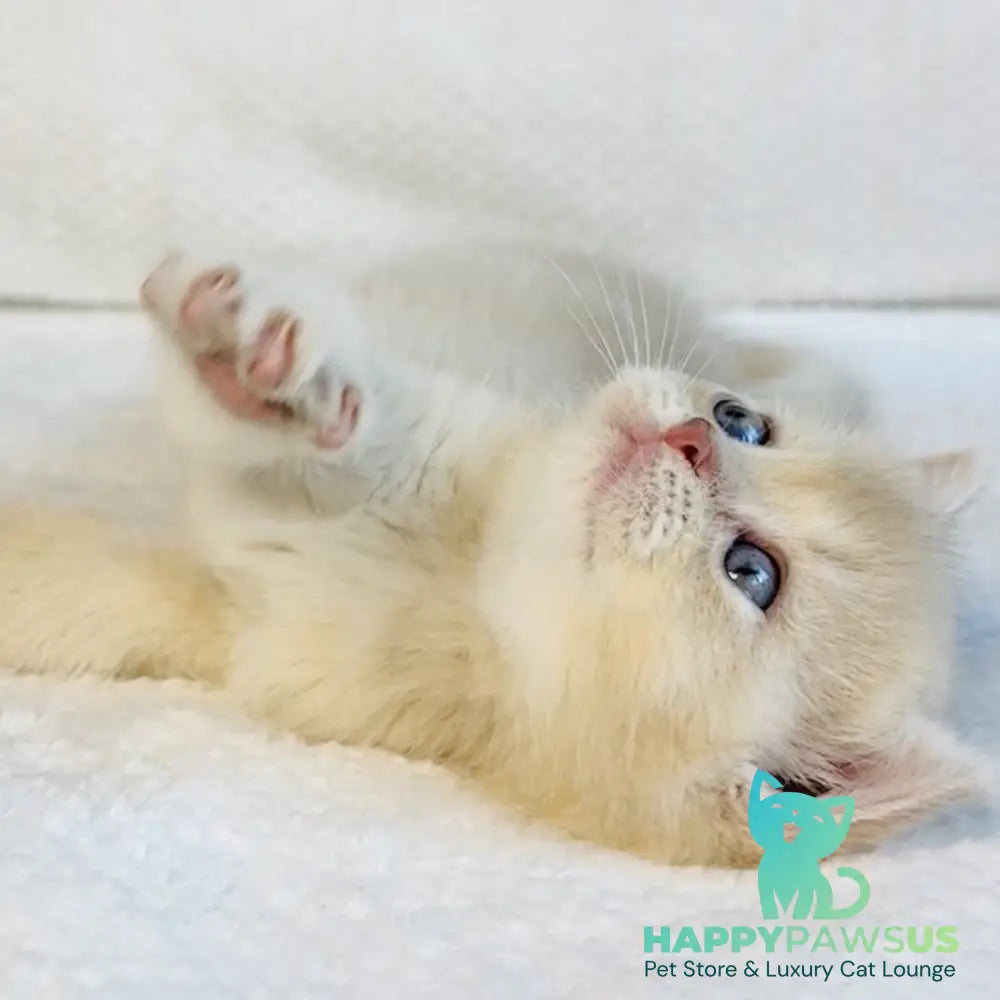 Galaxy Star British Shorthair male lilac golden shaded - live animals