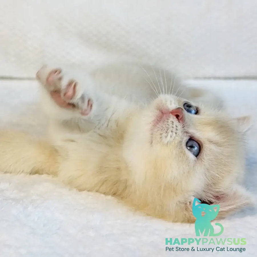 Galaxy Star British Shorthair male lilac golden shaded - live animals