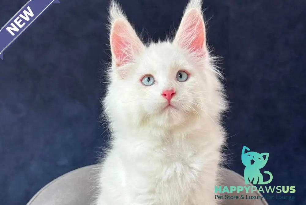 Gambler Maine Coon male red silver chinchilla with white - live animals
