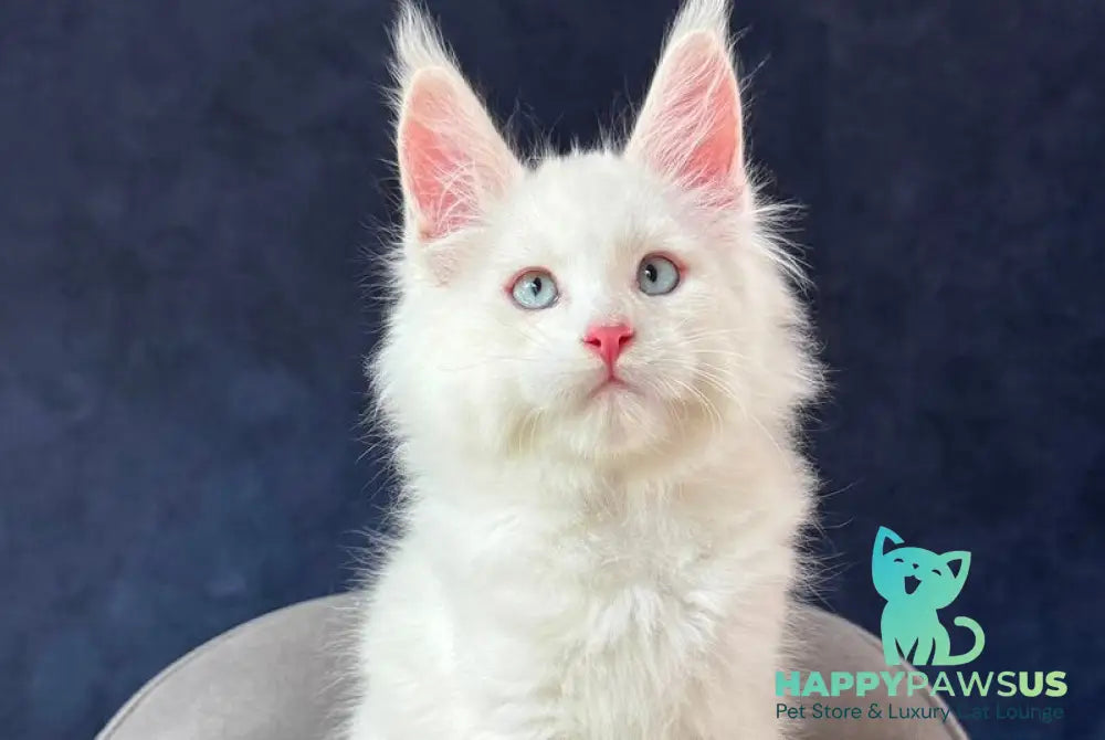 Gambler Maine Coon male red silver chinchilla with white - live animals