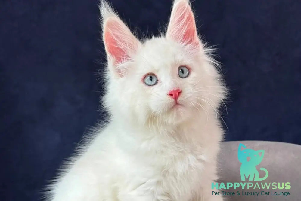 Gambler Maine Coon male red silver chinchilla with white - live animals