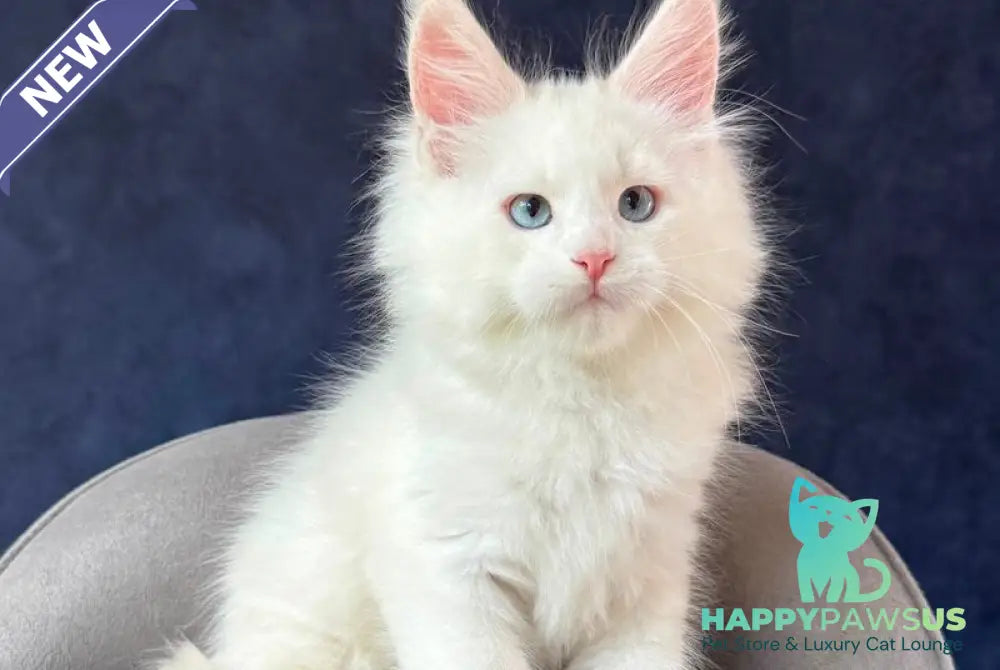 Gamin Maine Coon male cream silver shaded with white - live animals