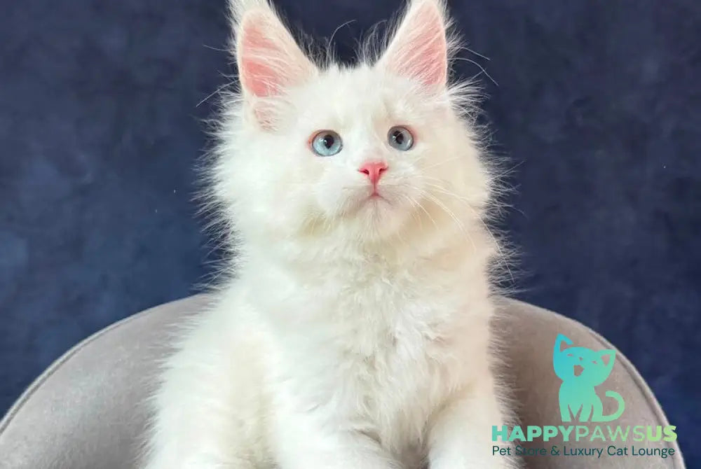 Gamin Maine Coon male cream silver shaded with white - live animals