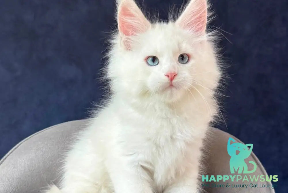 Gamin Maine Coon male cream silver shaded with white - live animals