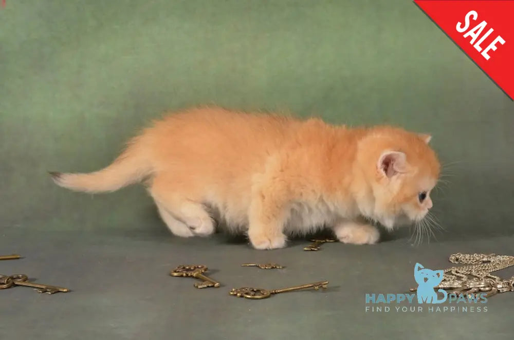 Gamlet British Shorthair male black golden chinchilla live animals