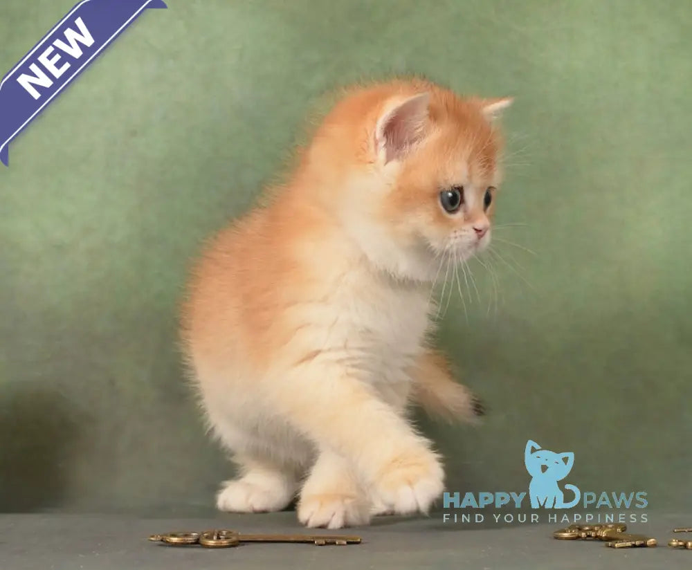 Gamlet British Shorthair male black golden chinchilla live animals