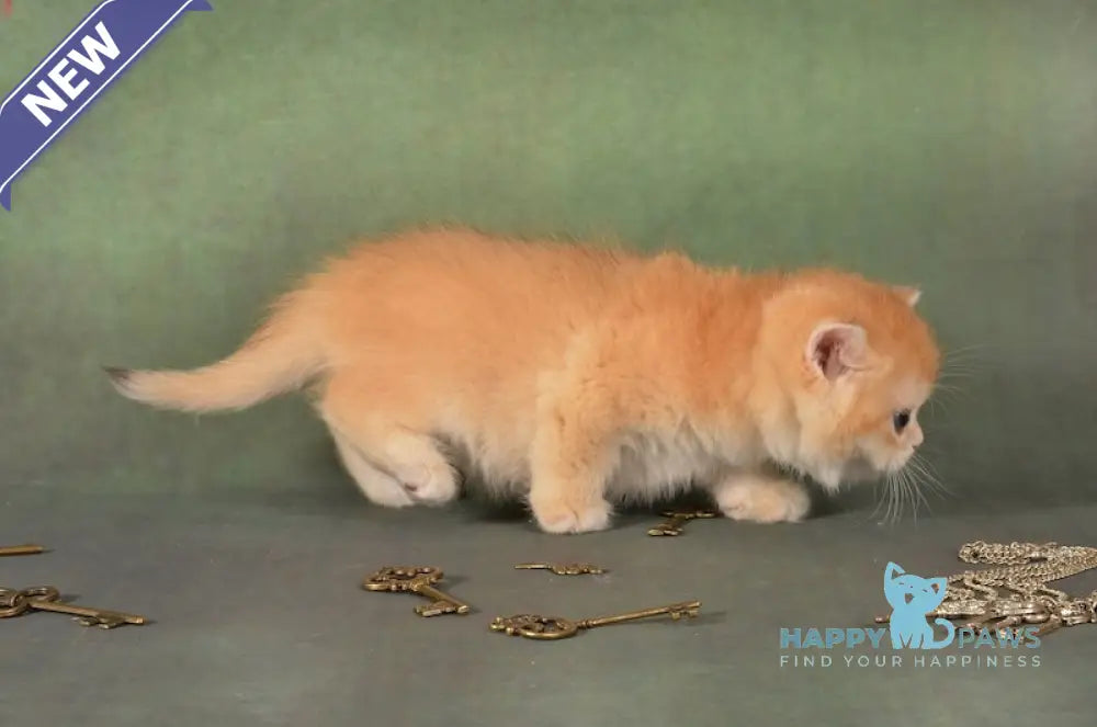Gamlet British Shorthair male black golden chinchilla live animals